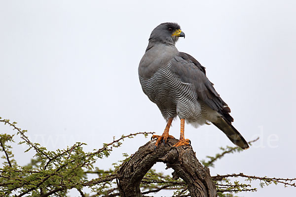 Weißbürzel-Singhabicht (Melierax poliopterus)