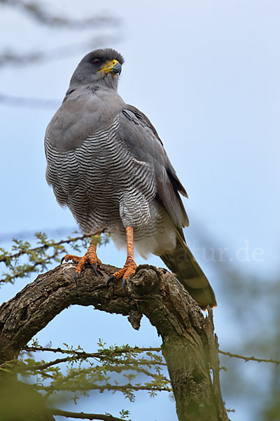 Weißbürzel-Singhabicht (Melierax poliopterus)