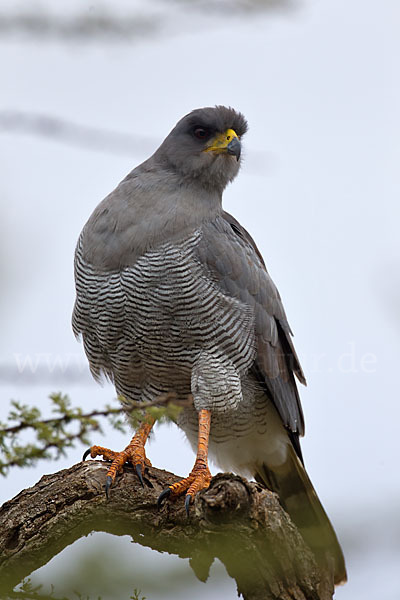 Weißbürzel-Singhabicht (Melierax poliopterus)