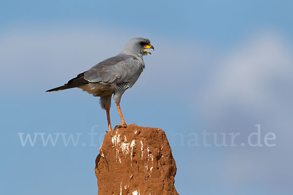 Weißbürzel-Singhabicht (Melierax poliopterus)
