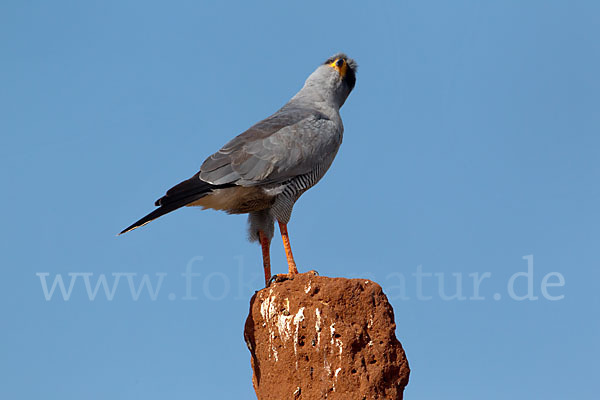 Weißbürzel-Singhabicht (Melierax poliopterus)