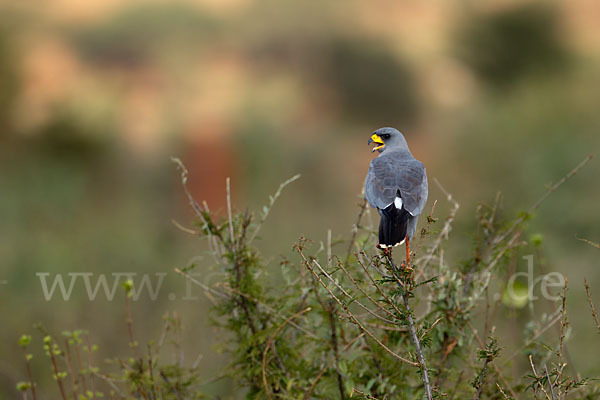 Weißbürzel-Singhabicht (Melierax poliopterus)