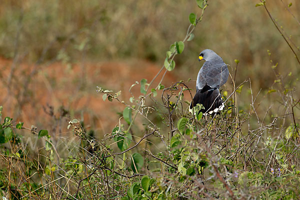 Weißbürzel-Singhabicht (Melierax poliopterus)