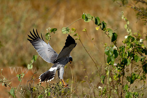 Weißbürzel-Singhabicht (Melierax poliopterus)