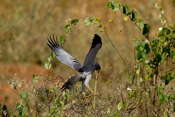 Weißbürzel-Singhabicht (Melierax poliopterus)