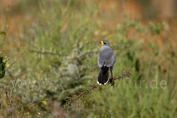 Weißbürzel-Singhabicht (Melierax poliopterus)