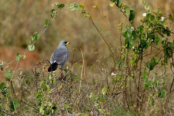 Weißbürzel-Singhabicht (Melierax poliopterus)