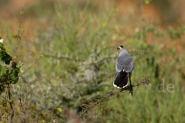 Weißbürzel-Singhabicht (Melierax poliopterus)