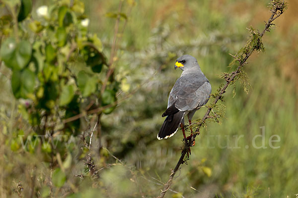 Weißbürzel-Singhabicht (Melierax poliopterus)