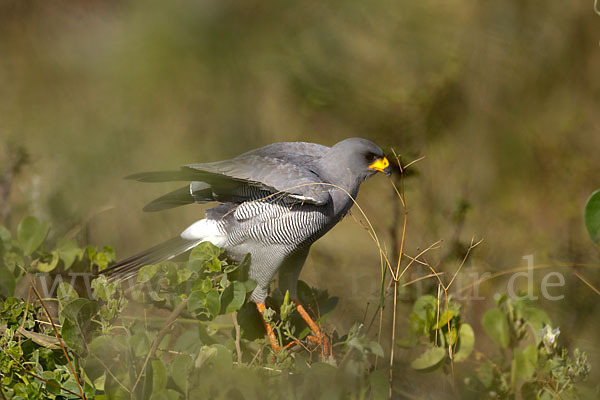 Weißbürzel-Singhabicht (Melierax poliopterus)