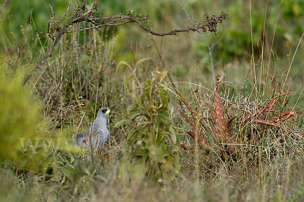 Weißbürzel-Singhabicht (Melierax poliopterus)