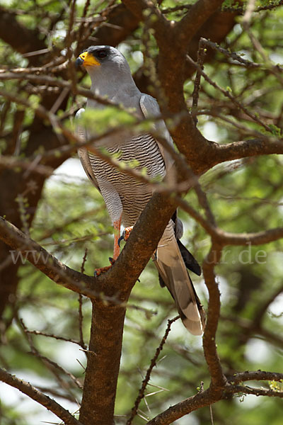 Weißbürzel-Singhabicht (Melierax poliopterus)