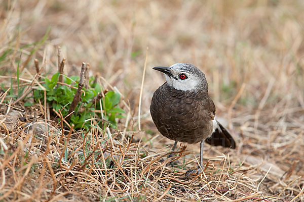 Weißbürzeldrossling (Turdoides leucopygia)