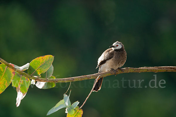 Weißbürzeldrossling (Turdoides leucopygia)