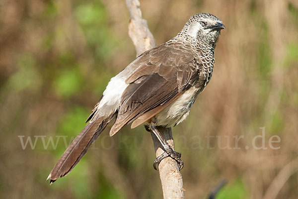 Weißbürzeldrossling (Turdoides leucopygia)