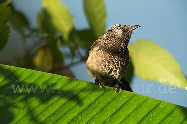 Weißbürzeldrossling (Turdoides leucopygia)