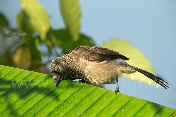 Weißbürzeldrossling (Turdoides leucopygia)