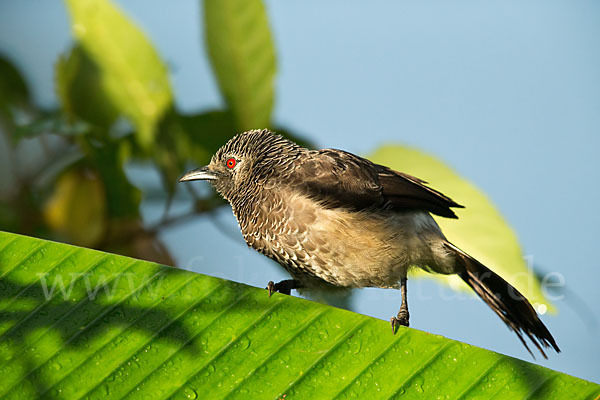 Weißbürzeldrossling (Turdoides leucopygia)