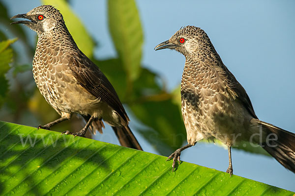 Weißbürzeldrossling (Turdoides leucopygia)