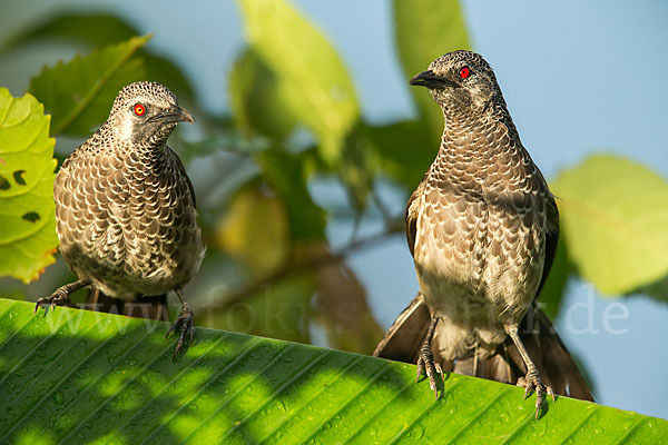 Weißbürzeldrossling (Turdoides leucopygia)