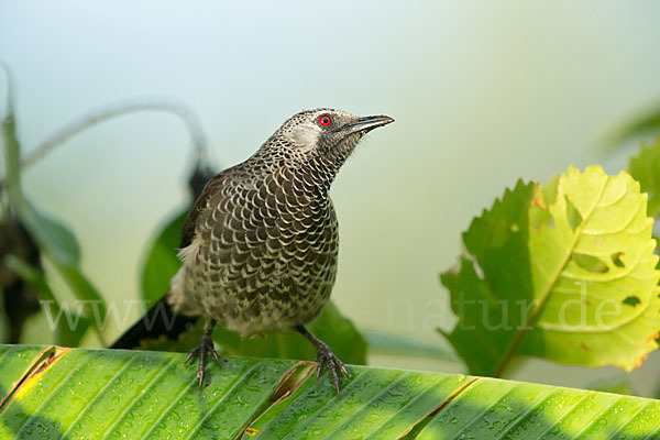 Weißbürzeldrossling (Turdoides leucopygia)