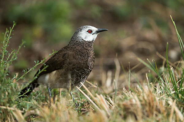 Weißbürzeldrossling (Turdoides leucopygia)