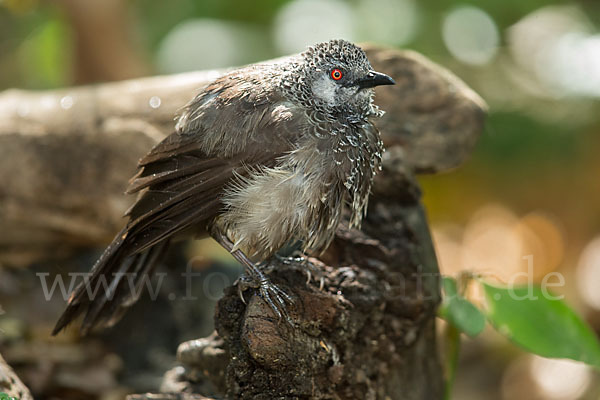 Weißbürzeldrossling (Turdoides leucopygia)