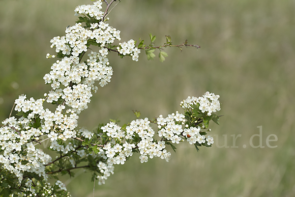 Weißdorn (Crataegus spec.)