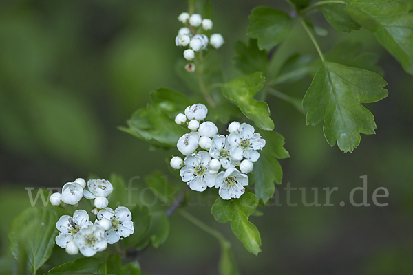 Weißdorn (Crataegus spec.)