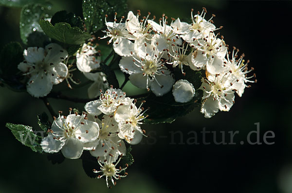 Weißdorn (Crataegus spec.)