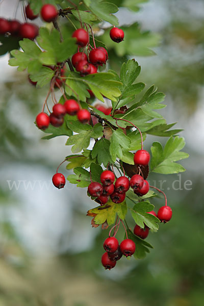 Weißdorn (Crataegus spec.)