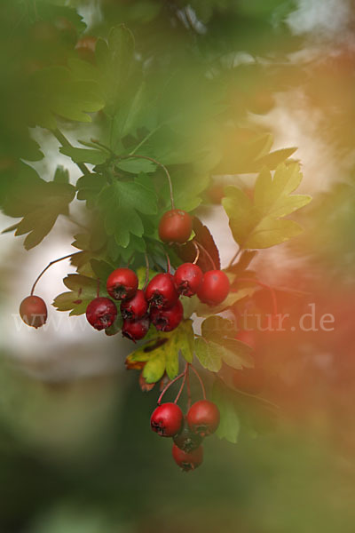 Weißdorn (Crataegus spec.)