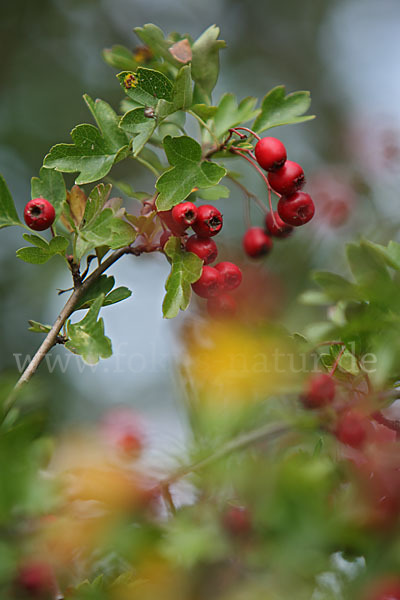 Weißdorn (Crataegus spec.)