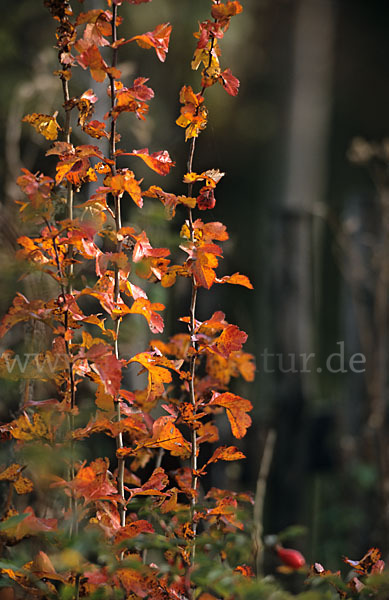 Weißdorn (Crataegus spec.)