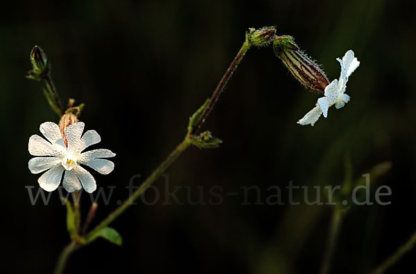 Weiße Lichtnelke (Silene latifolia)