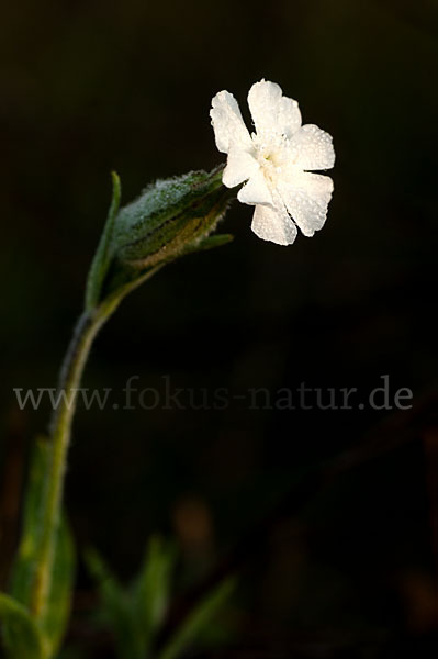 Weiße Lichtnelke (Silene latifolia)