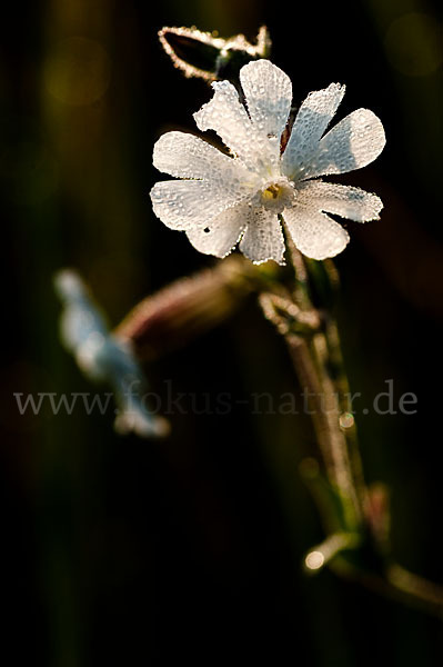 Weiße Lichtnelke (Silene latifolia)