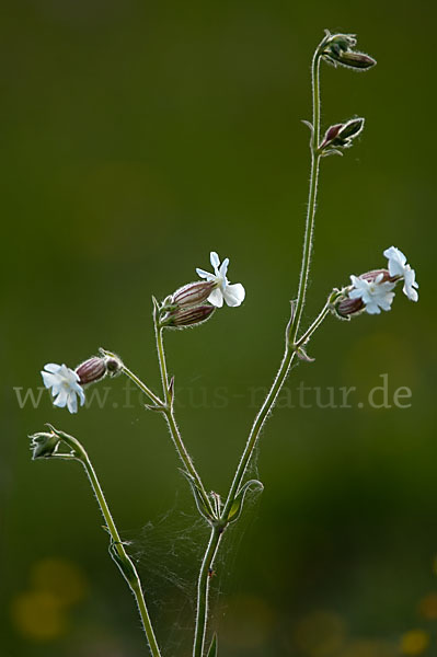 Weiße Lichtnelke (Silene latifolia)