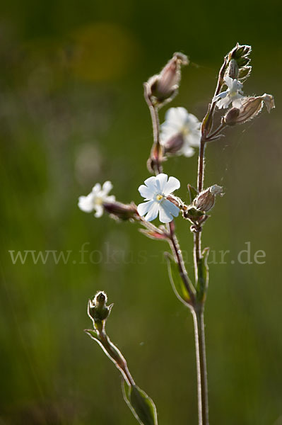 Weiße Lichtnelke (Silene latifolia)