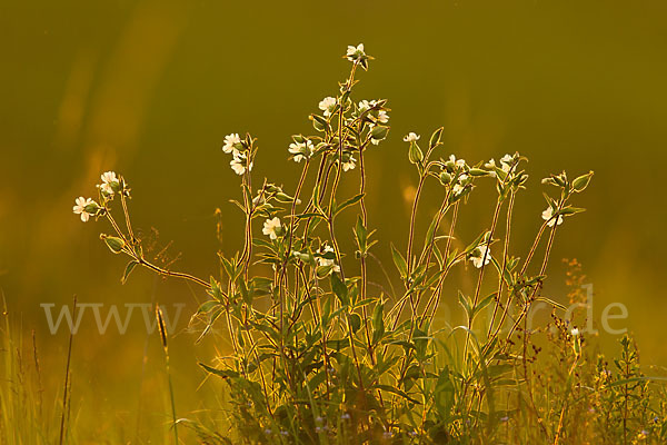 Weiße Lichtnelke (Silene latifolia)