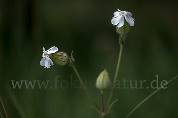 Weiße Lichtnelke (Silene latifolia)