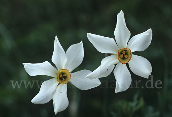 Weiße Narzisse (Narcissus poeticus)