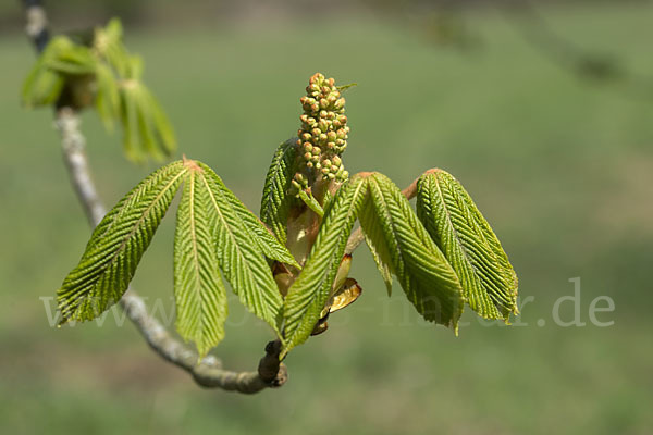 Weiße Roßkastanie (Aesculus hippocastanum)