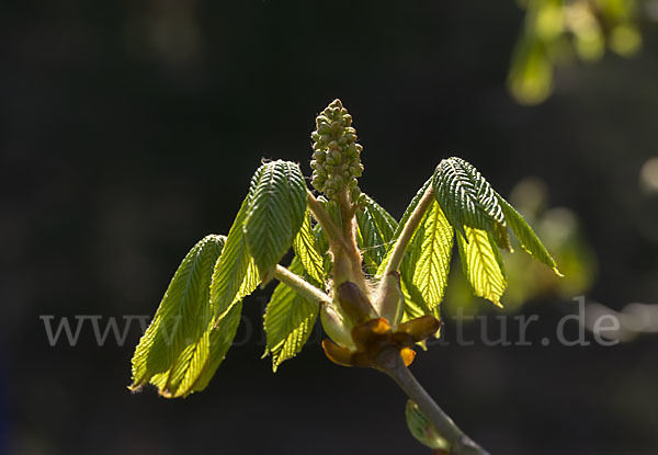 Weiße Roßkastanie (Aesculus hippocastanum)