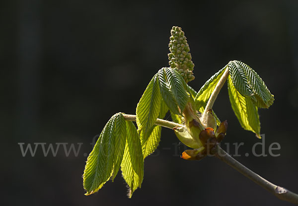 Weiße Roßkastanie (Aesculus hippocastanum)