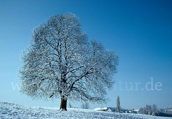 Weiße Roßkastanie (Aesculus hippocastanum)