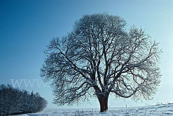 Weiße Roßkastanie (Aesculus hippocastanum)