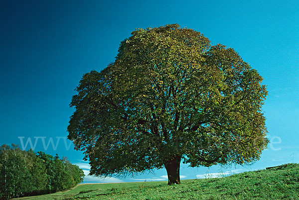 Weiße Roßkastanie (Aesculus hippocastanum)