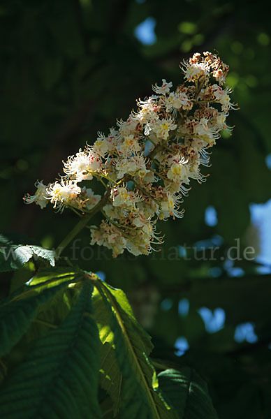 Weiße Roßkastanie (Aesculus hippocastanum)