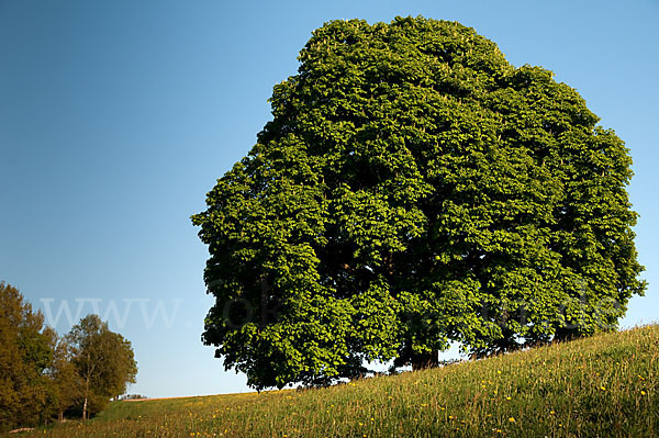 Weiße Roßkastanie (Aesculus hippocastanum)